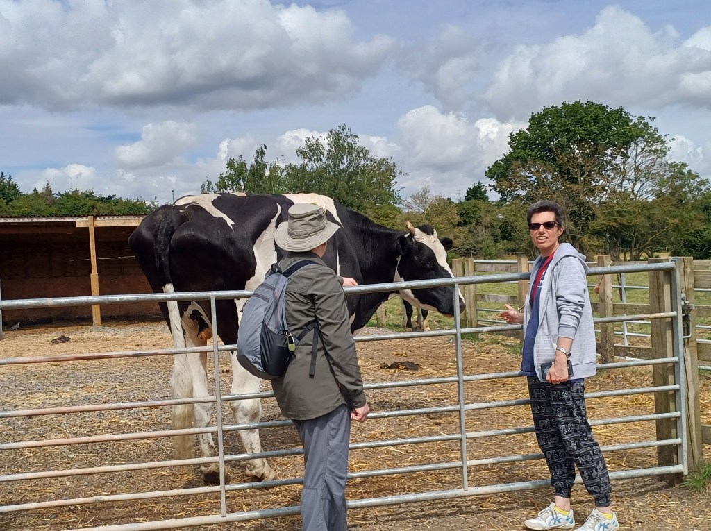 Jenny Phillips chats to a cow, which is standing behind a five bar gate in a farm setting. Jenny is wearing a blue shirt and dark jeans.