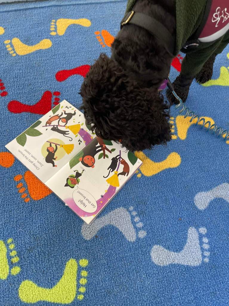 A black, curly haired dog, wearing an assistance dog vest in maroon, 'reads' a book whilst sitting on a colourful classroom carpet. 